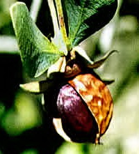 масло жожоба от растяжек масло жожоба от растяжек