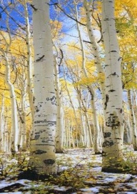 Свойства березового сока: не только вкус, но и польза