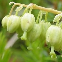 боровая матка боровая матка