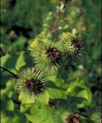 репейник репейник