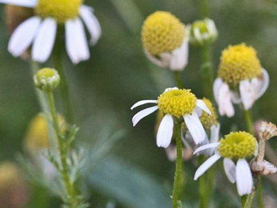 уход за волосами дома уход за волосами дома