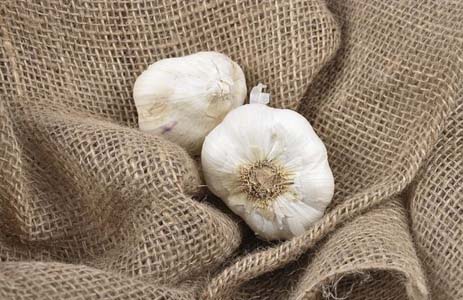 чеснок в борьбе с раковыми заболеваниями чеснок в борьбе с раковыми заболеваниями