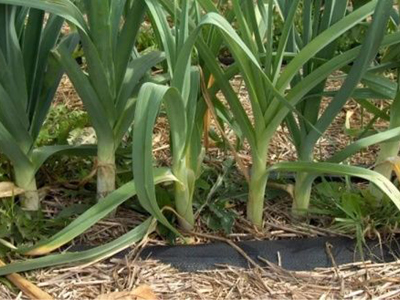 способы лечения цистита способы лечения цистита