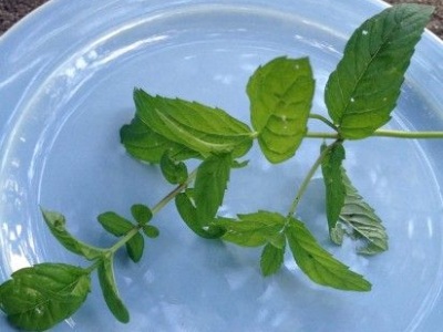 лечение мятой изжоги лечение мятой изжоги